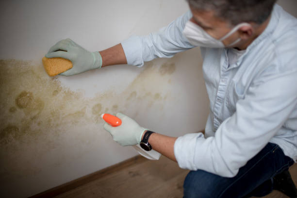Best Local Mold Removal Service  in Whitewater, CA