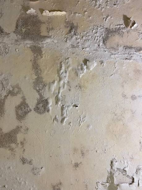Best Mold Testing  in Whitewater, CA