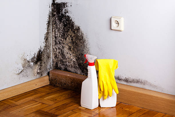 Best Black Mold Removal  in Whitewater, CA