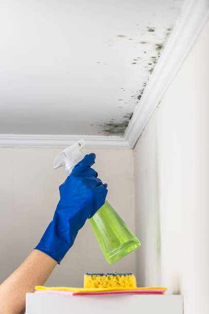 Best Commercial Mold Removal  in Whitewater, CA